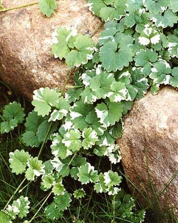 Glechoma hederacea 'Variegata'